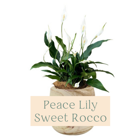 Peace Lily Sweet Rocco Care