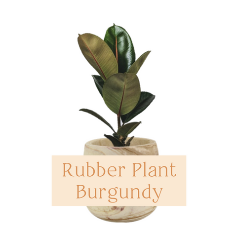 Rubber Plant Burgundy Indoor Plant Care Guide