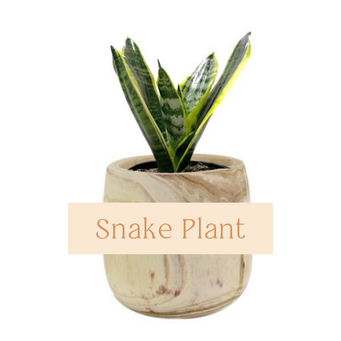 Snake Plant (Mother in Laws Tongue) Indoor Plant Care Guide