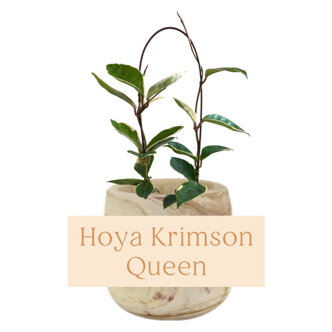 Hoya Krimson Queen Indoor Plant