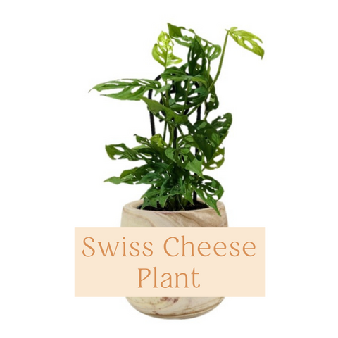 Swiss Cheese Plant Indoor Plant Care Guide