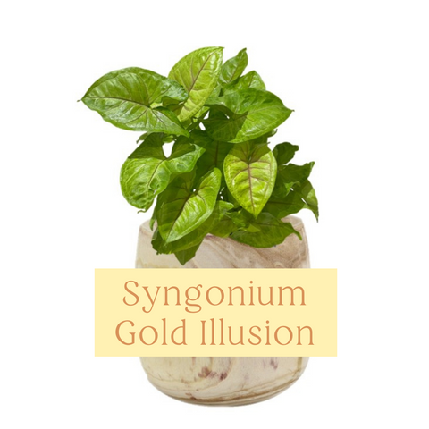 Syngonium Gold Illusion Indoor Plant Care Guide