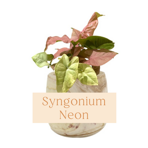 Syngonium Neon Indoor Plant Care Guide