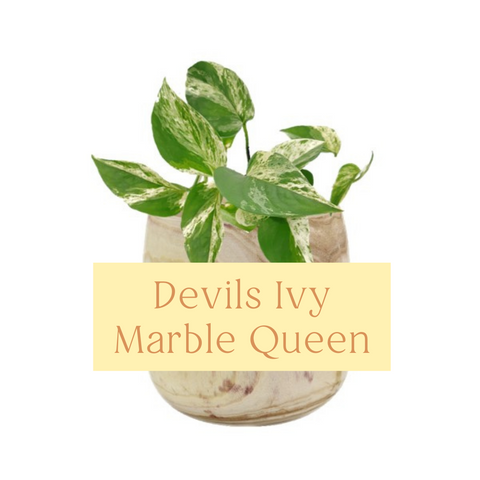 Devils Ivy (Pothos) Marble Queen Indoor Plant Care Guide