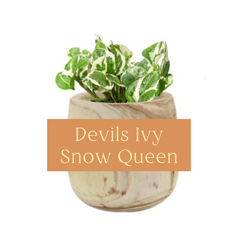 Devils Ivy (Pothos) Snow Queen Indoor Plant Care Guide