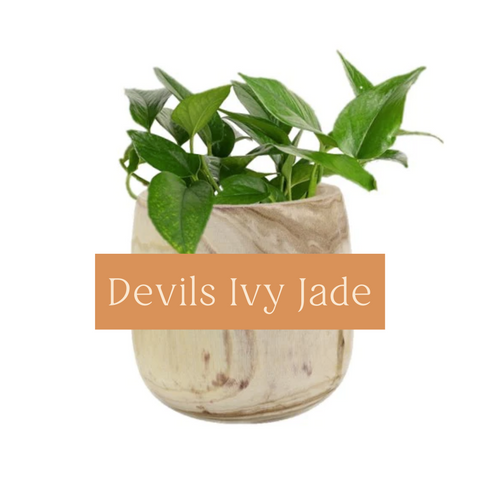 Devils Ivy (Pothos) Jade Indoor Plant Care Guide