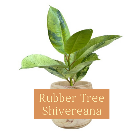 Rubber Plant Shivereana Indoor Plant Care Guide