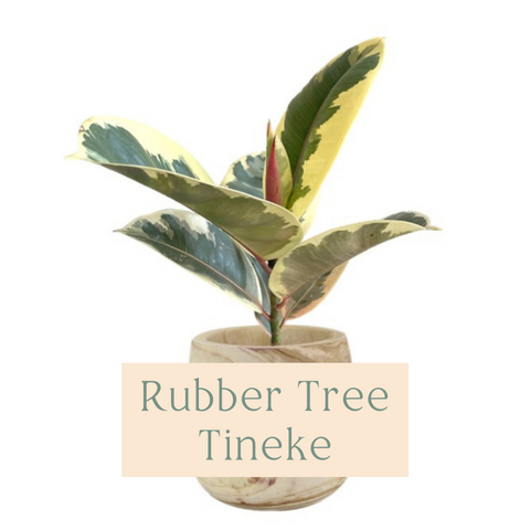 Rubber Plant Tineke Indoor Plant Care Guide
