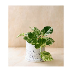 Devils Ivy / Epipremnum Aureum Marble Queen Indoor Plant