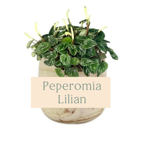 Peperomia Lilian Care