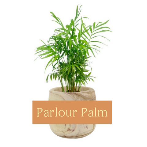 Parlour Palm Care