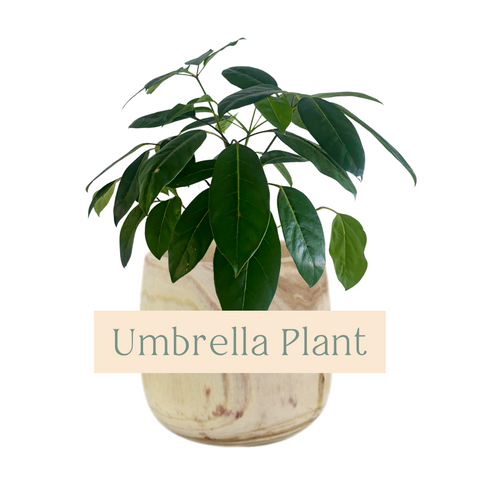 Umbrella Plant Indoor Plant