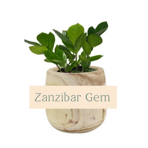 Zanzibar Gem (ZZ Plant) Indoor Plant Care Guide