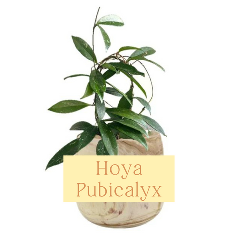 Hoya Pubicalyx Silver Indoor Plant Care Guide