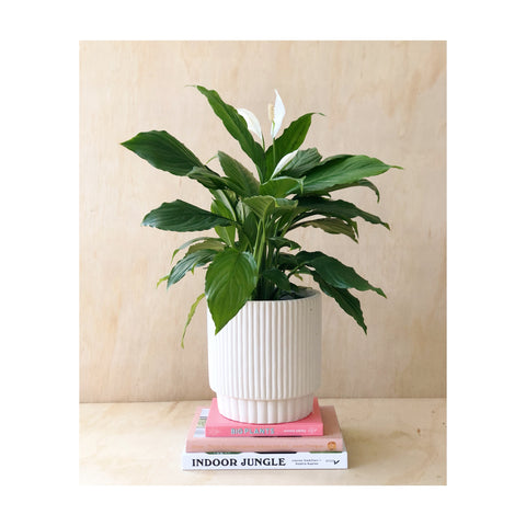 Peace Lily (Spathiphyllum) with Maja Cement Pot