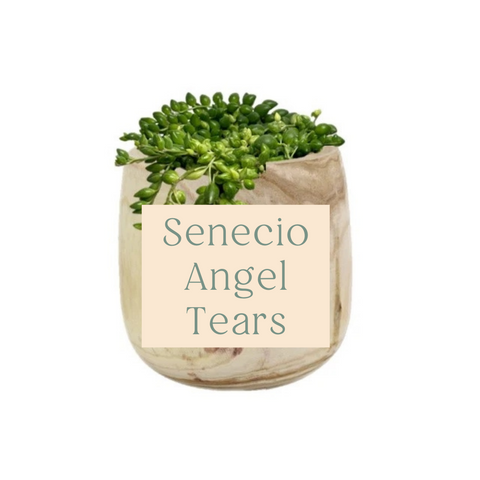 Senecio Angel Tears Care