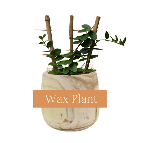 Wax Plant Indoor Plant