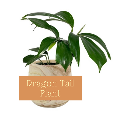 Dragon Tail Plant Indoor Plant Care Guide