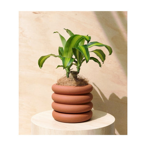 Happy Plant + Danica Ceramic Pot Tangerine