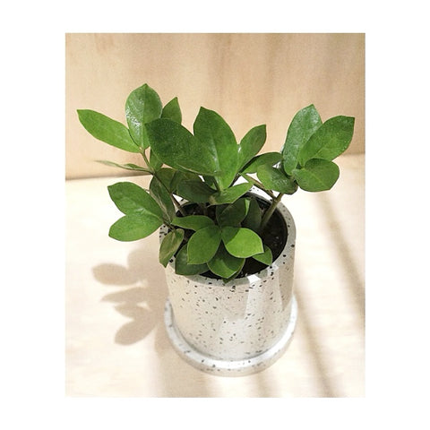 Zanzibar Gem Indoor Plant + Terrazzo Plant Pot