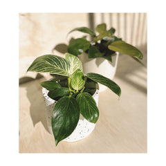 Philodendron Birkin & Rojo Congo Indoor Plants