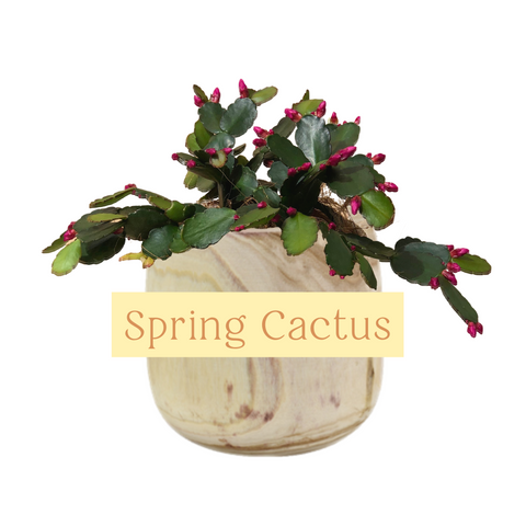 Spring Cactus Indoor Plant