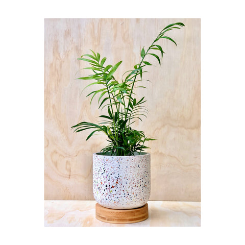 Parlour Palm + Gianna Terrazzo Pot