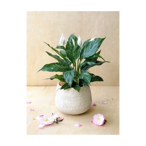 Variegated Peace Lily / Spathiphyllum Domino in Rocky Terracotta Pot