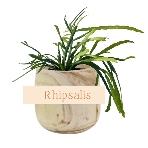 Rhipsalis Indoor Plant