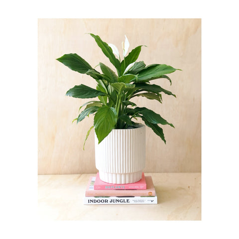 Peace Lily Indoor Plant (Spathiphyllum)
