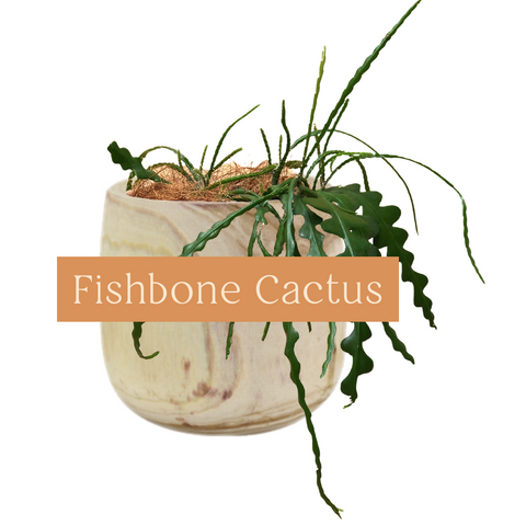 Fishbone Cactus Indoor Plant