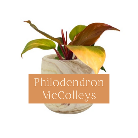 Philodendron McColleys Care