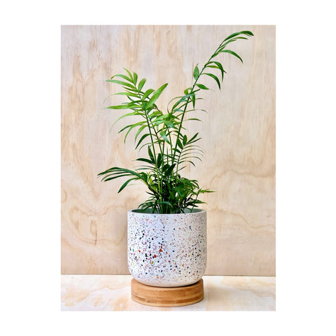 Parlour Palm Indoor Plant + Terrazzo Plant Pot