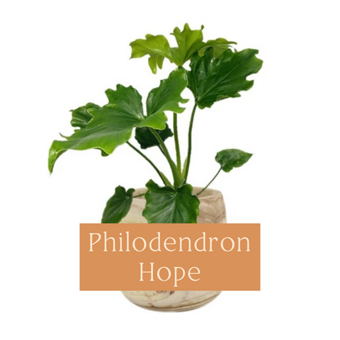 Philodendron Hope Care