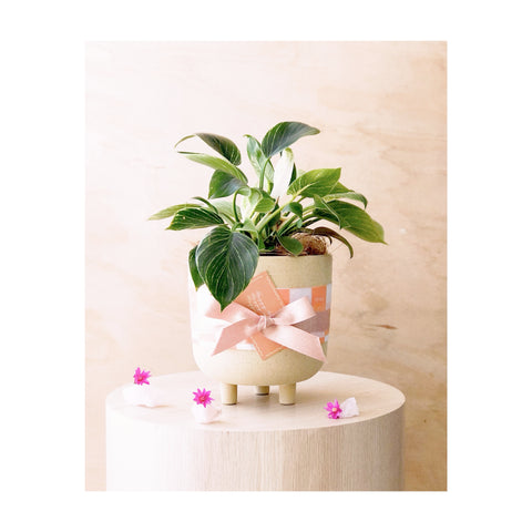 Philodendron Birkin Plant & Pot Gift