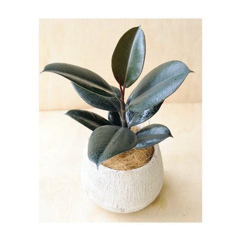 Rubber Plant Burgundy (Ficus Elastica) + Rocky Cement Pot