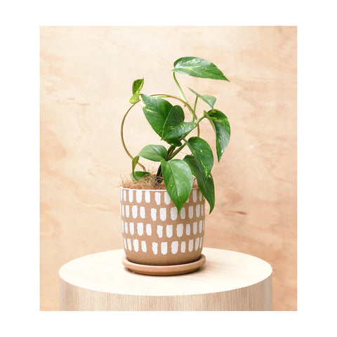 Devil's Ivy / Pothos (Epipremnum Aureum) Indoor Plant + Luca Ceramic Plant Pot + Circle Brass Plant Stake