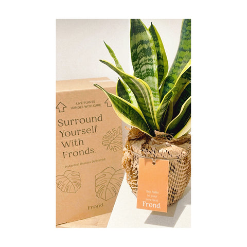 Indoor plant delivery: how we pack your order (snake plant / mother in laws tongue / sansevieria)