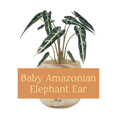 Baby Amazonian Elephant Ear Care