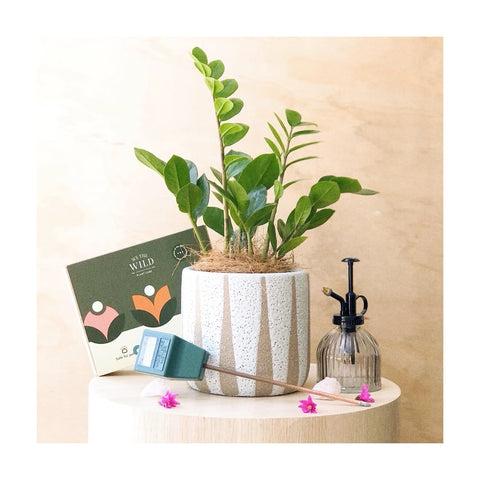 Plant Parenthood Plant Gift Hamper