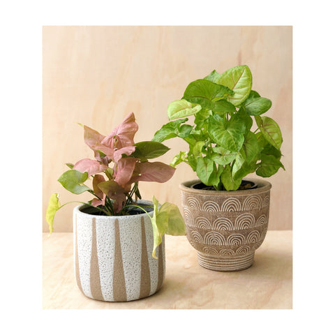 Syngonium Neon & Gold Illusion Indoor Plants with Turia Ceramic Pot and Inca Terracotta Pot