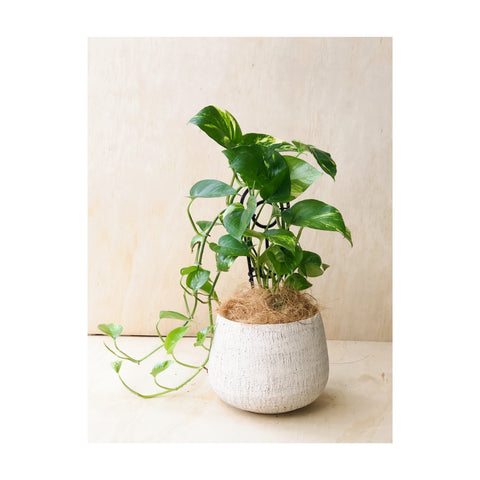 Devils Ivy / Epipremnum Aureum Indoor Plant in Rocky Terracotta Pot