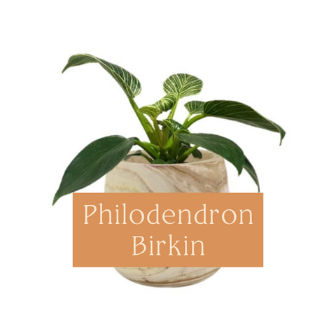 Philodendron Birkin Care