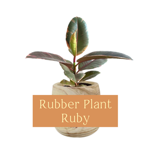 Rubber Plant Ruby (Ficus Elastica Ruby)