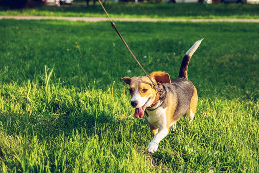 Small dog on a leash in a grassy area