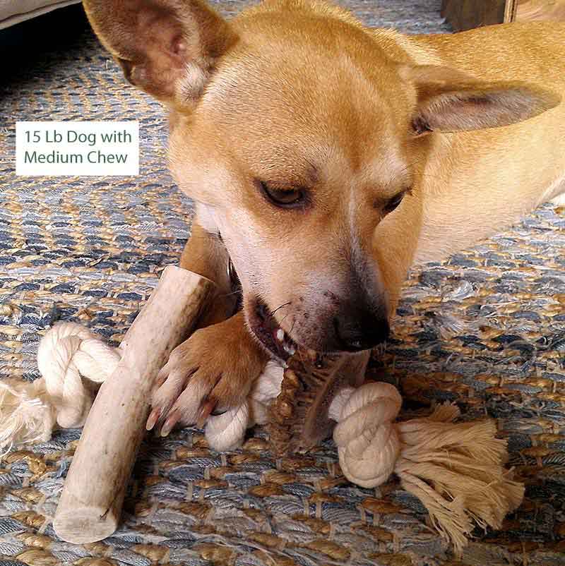 15lb tan dog with a dog antler chew rope from Pet Expertise