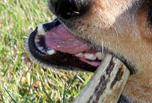 Antlers Good Dog's Teeth