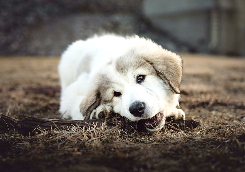 An image of a puppy chewing a bone