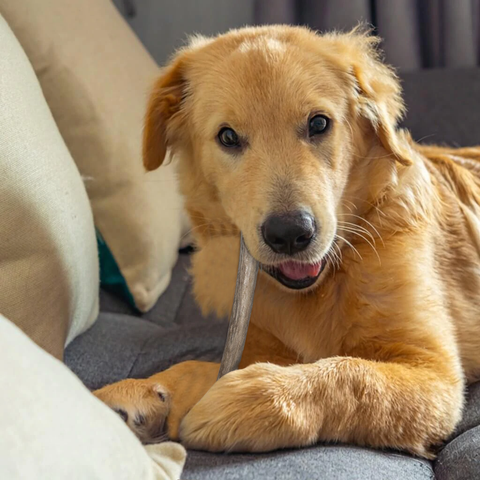 Brown dog chewing deer antler