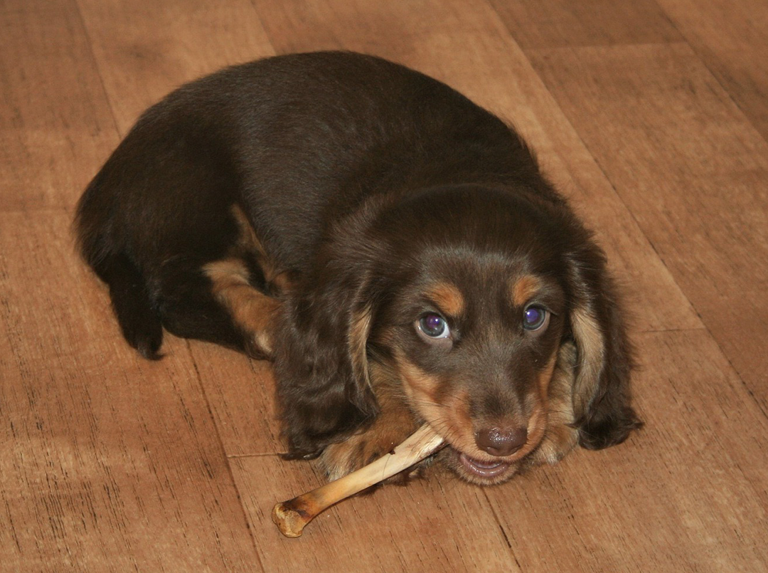 Dog with an antler chew